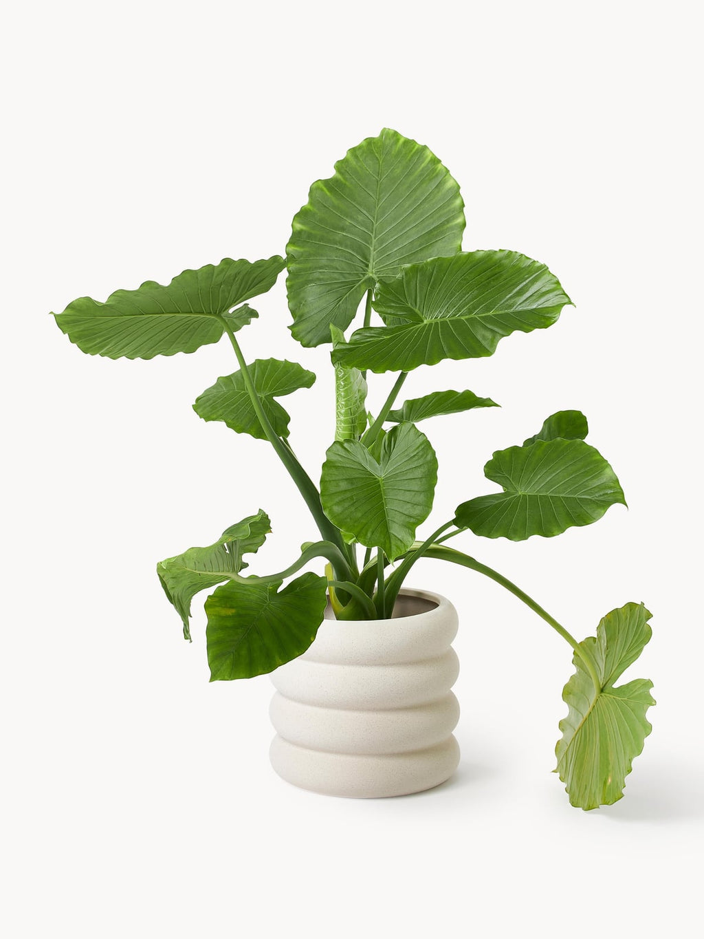 Rudi Planter, H 30 cm