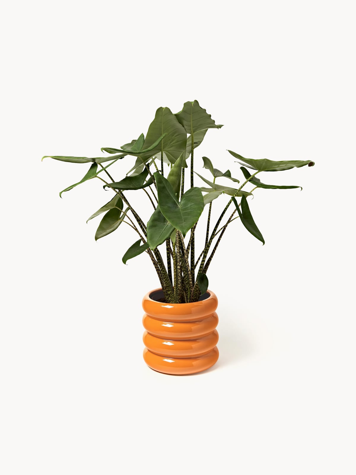 Rudi Planter, H 30 cm